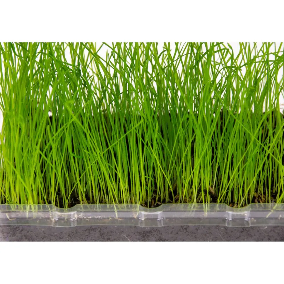 Katzengras Vital Bio