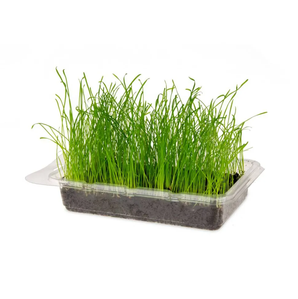 Katzengras Vital Bio
