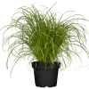 Katzengras 'Zumula'