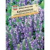 Katzenminze 'SPERLI's Blauer Kater'