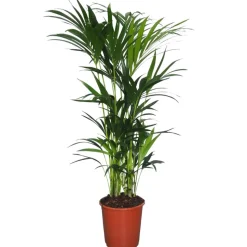 Kentiapalme 150 cm, 27 cm Topf