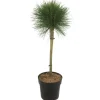 Kiefer 'Summer Breeze®' 25 cm Topf
