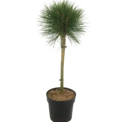 Kiefer 'Summer Breeze®' 25 cm Topf