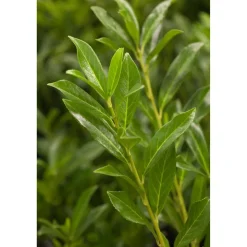 Kirschlorbeer 'Caucasica' 80-100 cm 50 Stück