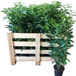 Kirschlorbeer 'Caucasica' 80-100 cm 50 Stück