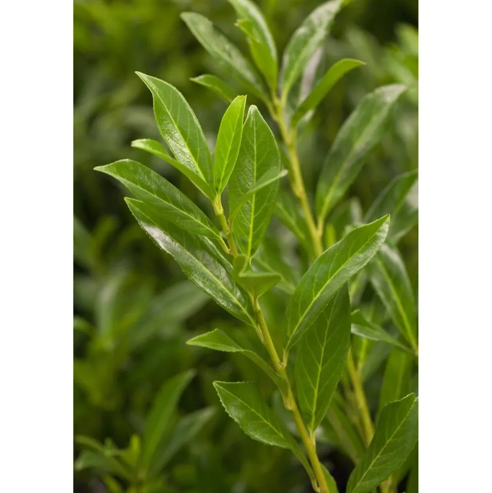 Kirschlorbeer 'Caucasica' 80-100 cm