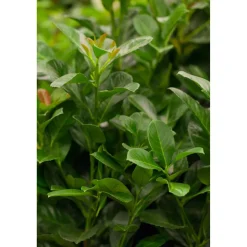 Kirschlorbeer 'Etna', 19 cm Topf