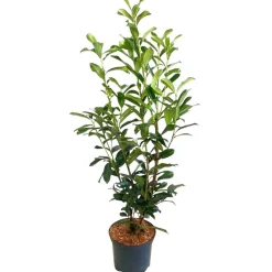 Kirschlorbeer 'Genolia® ' 80-100 cm