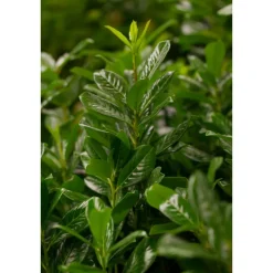 Kirschlorbeer 'Genolia ', 21 cm Topf