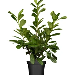 Kirschlorbeer 'Genolia ', 21 cm Topf