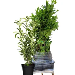 Kirschlorbeer 'Genolia®' 80-100 cm 25 Stück