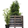 Kirschlorbeer 'Genolia®' 80-100 cm 50 Stück