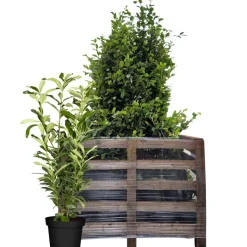 Kirschlorbeer 'Genolia®' 80-100 cm 50 Stück