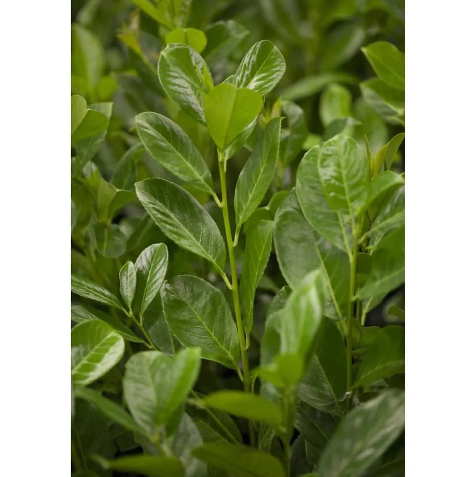 Kirschlorbeer 'Rotundifolia' 80-100 cm 50 Stück