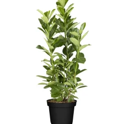 Kirschlorbeer 'Rotundifolia' 80-100 cm