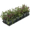 Kleinblättriges Immergrün 'Atropurpurea' violett 9 cm Topf, 12er-Set
