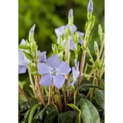 Kleinblättriges Immergrün 'Marie' violett 9 cm Topf, 12er-Set