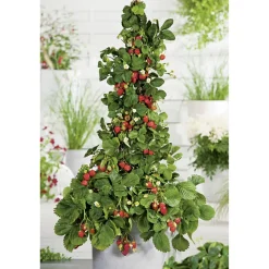 Klettererdbeere 9 cm Topf, 6er-Set