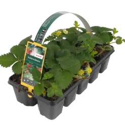 Klettererdbeere 10er-Tray