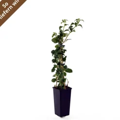 Kletterhortensie 'Petiolaris' weiß 14 cm Topf