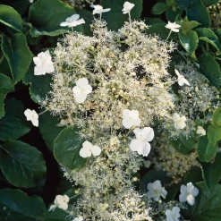 Kletterhortensie 'Petiolaris' weiß 14 cm Topf