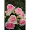 Kletterrose 'Eden Rose® 85' 21 cm Topf