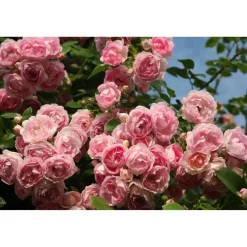 Kletterrose 'Jasmina®' 21 cm Topf