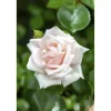 Kletterrose 'New Dawn' 21 cm Topf