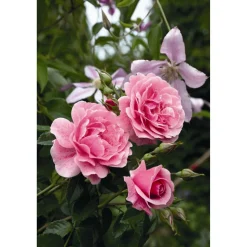 Kletterrosen 'Camelot', 21 cm Topf dreigestäbt