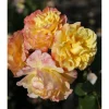 Kletterrosen 'Moonlight', 21 cm Topf dreigestäbt