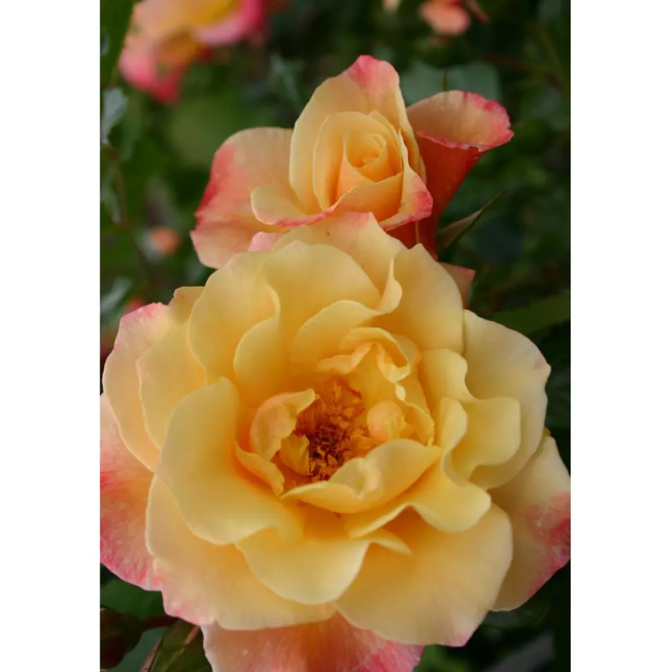 Kletterrosen 'Moonlight', 21 cm Topf dreigestäbt