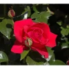 Kletterrosen 'Red Flame', 21 cm Topf dreigestäbt