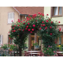 Kletterrosen 'Red Flame', 21 cm Topf dreigestäbt