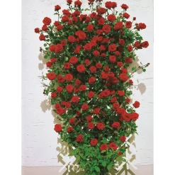 Kletterrosen 'Santana', 21 cm Topf dreigestäbt