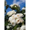 Kletterrosen 'Uetersener Klosterrose', 21 cm Topf dreigestäbt