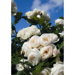 Kletterrosen 'Uetersener Klosterrose', 21 cm Topf dreigestäbt