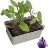Kohlrabi blau 6er-Schale