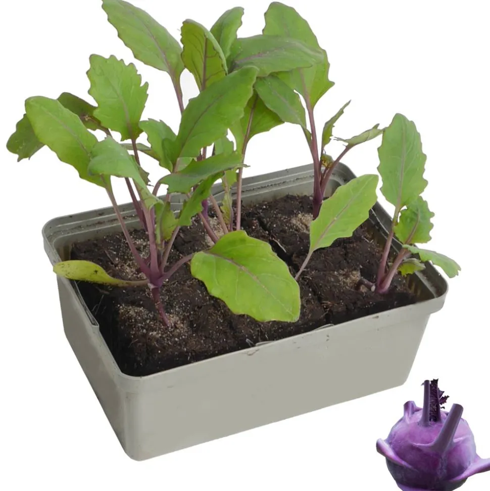 Kohlrabi blau 6er-Schale