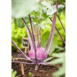 Kohlrabi blau 6er-Schale