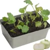 Kohlrabi weiß 6er-Schale