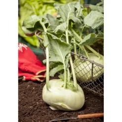 Kohlrabi weiß 6er-Schale