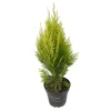 Konifere aufrecht gelb 9 cm Topf