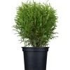 Konifere aufrecht/flach 17 cm Topf