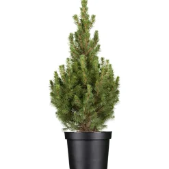 Konifere aufrecht/flach 17 cm Topf
