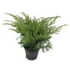Konifere flach blau 12 cm Topf