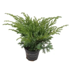 Konifere flach blau 12 cm Topf