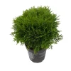Konifere kugelig grün 12 cm Topf