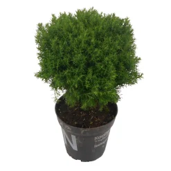 Konifere kugelig grün 12 cm Topf