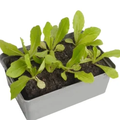 Kopfsalat grün 6er-Schale