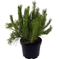 Krummholz-Kiefer 17 cm Topf